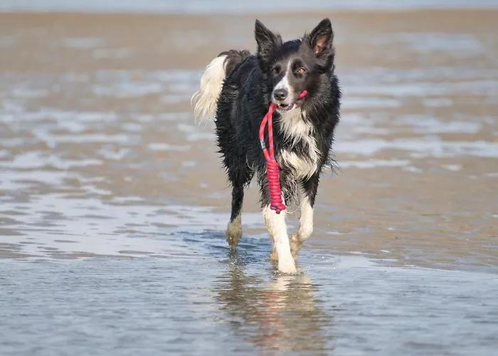 Vakantiehuis Gjarshues